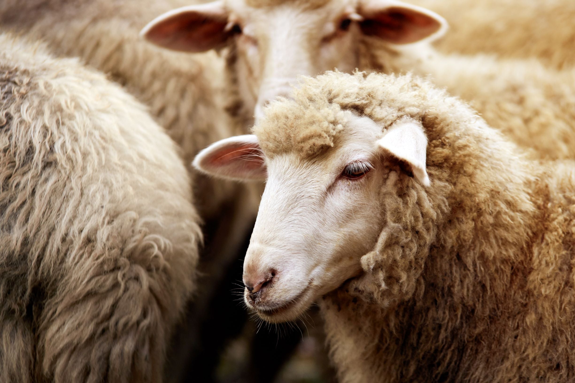 Sheep, Calves Marking Ring Applicator - Elastrator