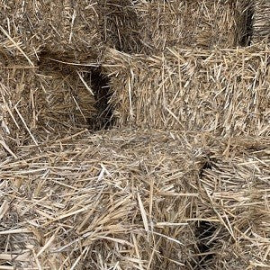 Square Bale Straw - Wheat