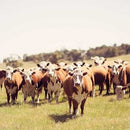 Reids Beef Em Up Grain Blend