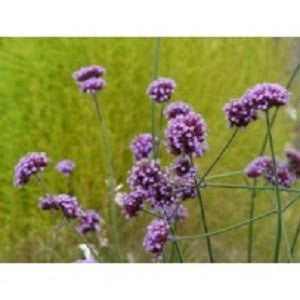 Vervain Equine Herbal Remedy