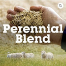 Valley Seeds Perennial Pasture Blend