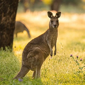 Barastoc Kangaroo & Wallaby pellets