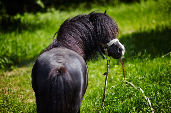 Laminitis in Horses & Ponies