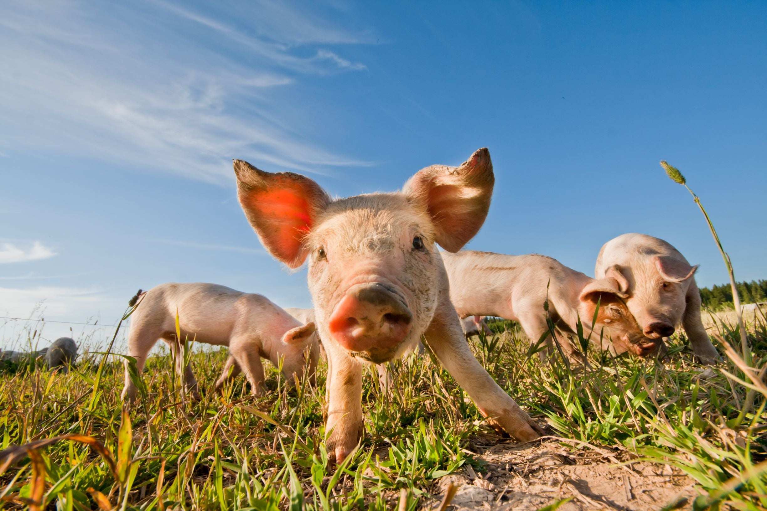 PIG