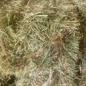 Square Bale Pasture Hay Cb /rb 