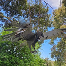 Sculpture Wedgetail Eagle 2m Wingspan 