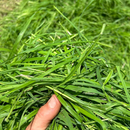 Feedright Rhodes Haylage 16kg