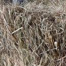 Hay Direct Square Bale Pasture Low Sugar <10%wsc 