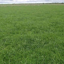 Dlf Sps Hillside Mix Per Kg With Ks Per Kg