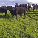 Dlf Sps Italianstallionannual Rye Blend Ks