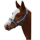 Halter Nylon Foal 3 Colour