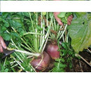 Dlf seeds Purple Top Turnip seeds