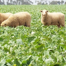 Dlf Sps Winfred Fodder Rape with ks