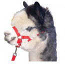 ALPACA HALTER LEAD SET