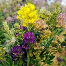 Dlf Sps Lucerne Titan 5