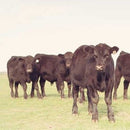 Reids Grow Em Up Grain Blend 20kg