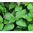 Nettle Leaves