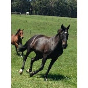 HORSE FREEMOVER HERBAL JOINT MIX