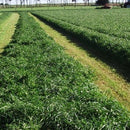 Dlf Sps Haymaker 700 Mix With Ks